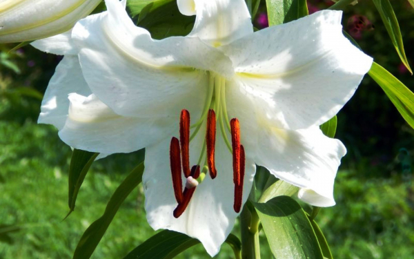 Крупный цветок белой лилии