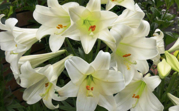 Лилия Линкольн