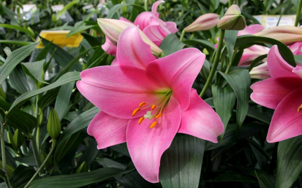 Лилия Пинк Хевен