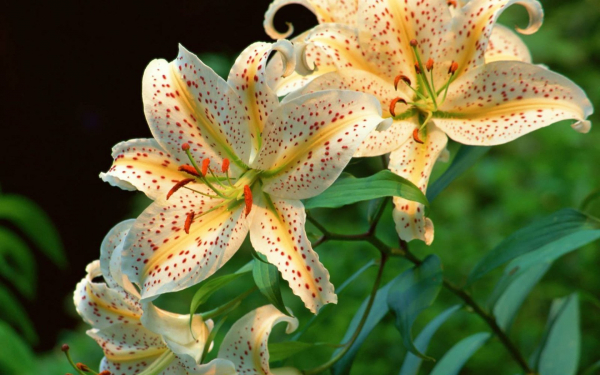 Лилия Флемингтон