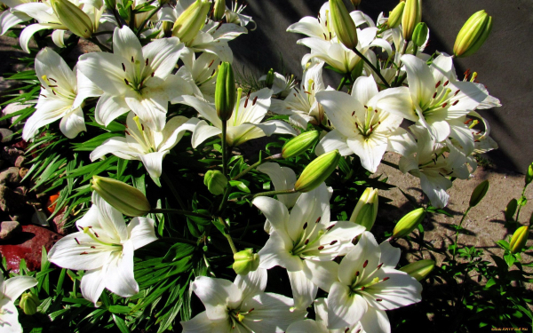 Лилия Фрегона