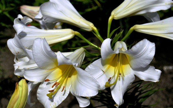 Лилия белая длинноцветковая