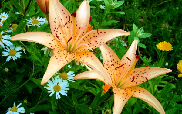 Лилия звездочет