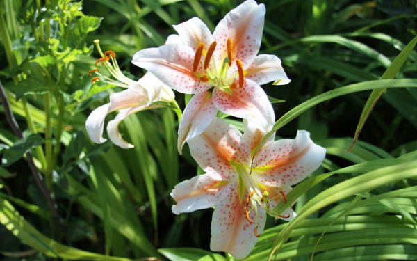 Лилия крапчатая