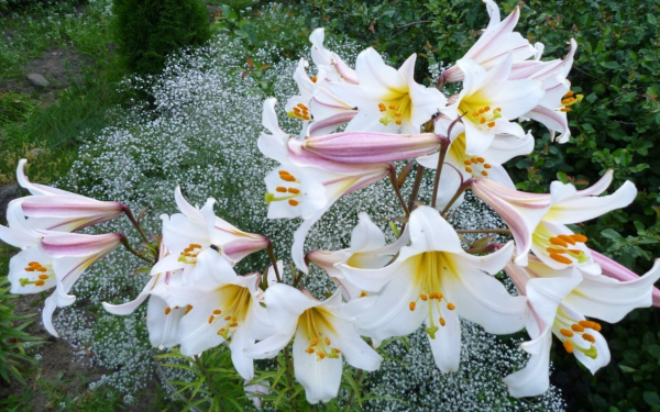 Лилия сорт Пикассо