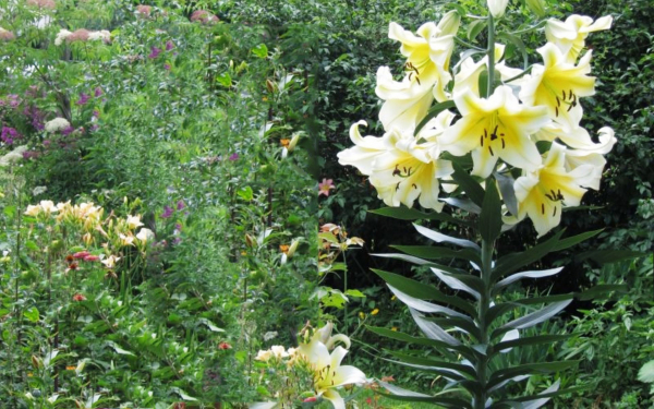 Пипия желто-белая на клумбе