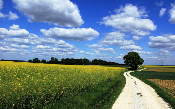 Поле дорога перелесок облака