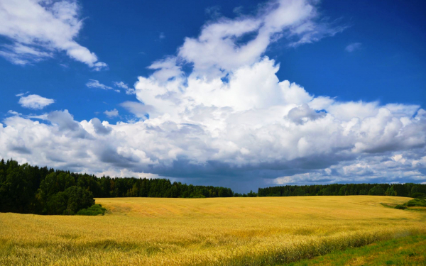Поле лес облака лето