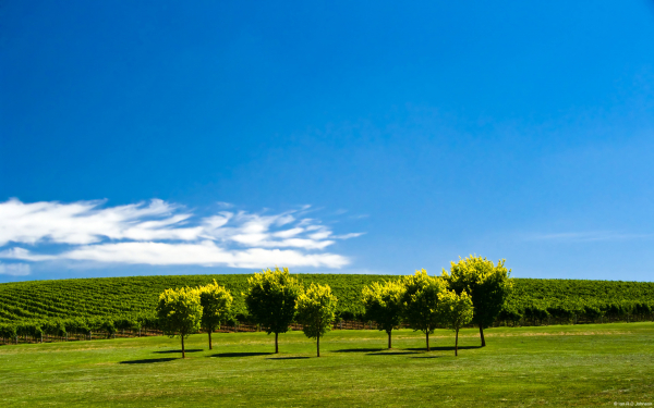 Синее небо над виноградником