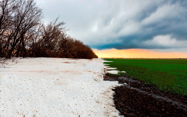В поле пришла весна