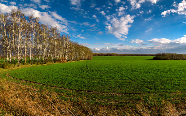 Весеннее поле