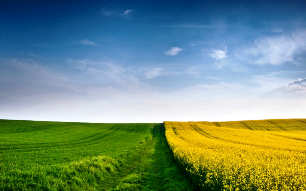 Двухцветное поле