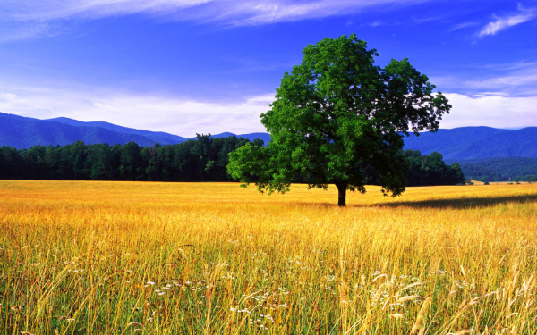 Поле дерево лес горы