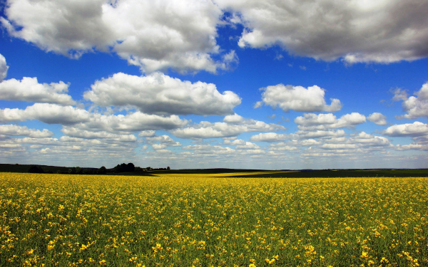 Поле небо облака