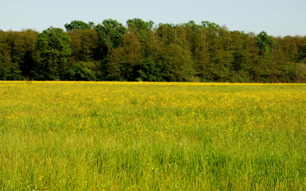 Поле у соснового леса