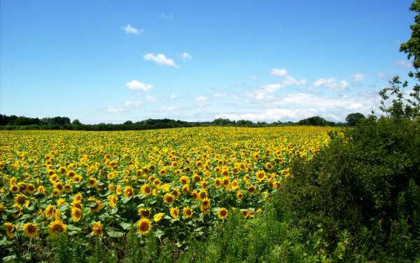 Поле цветущих подсолнухов