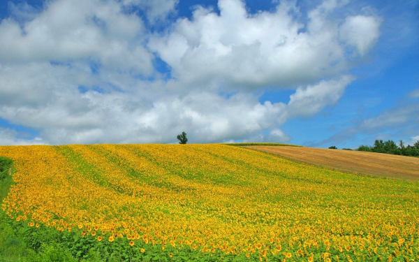 Облака над полем подсолнухов