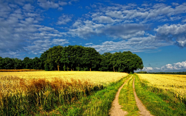 Поле лес облака лето