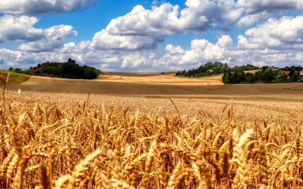 Пшеничное поле