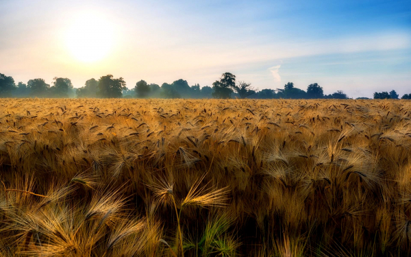 Ржаное поле