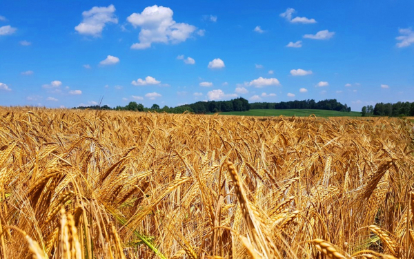 Солнечный день на хлебном поле