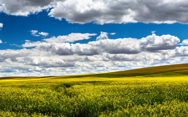 Плывут над полем облака