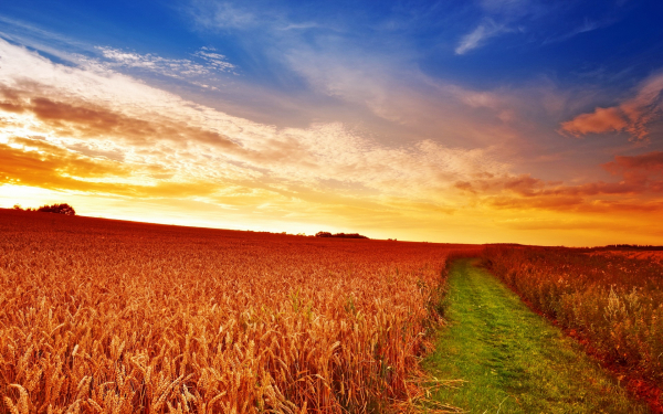 Вечер на хлебном поле