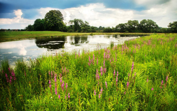 Луг и лес на берегах реки