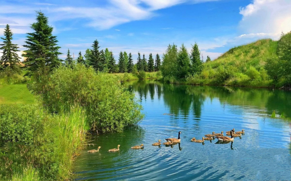 Река в тайге