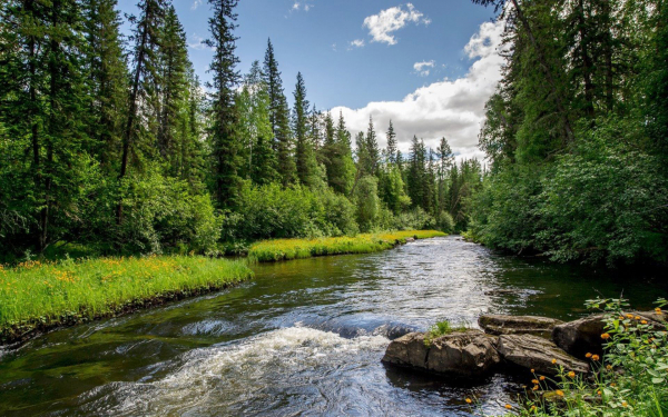 Река тайга лето