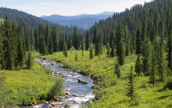 Таежный ручей