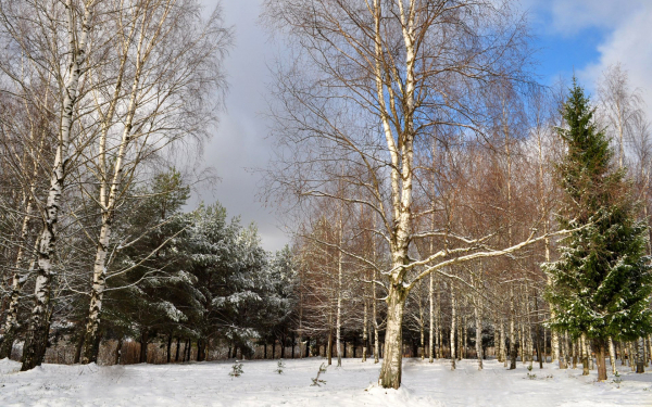 Зимний лесопарк