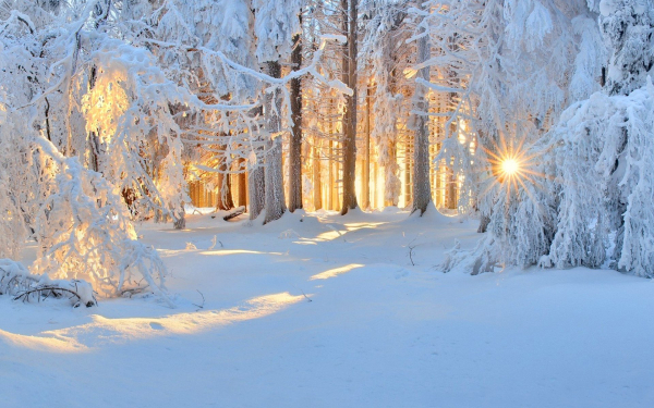 Морозное утро в лесу