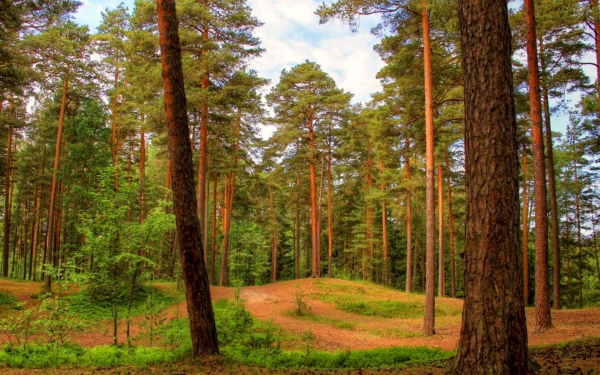 Сосновый бор