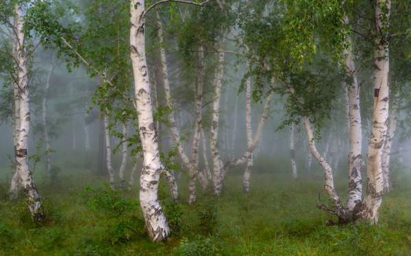 Туман в березовом лесу