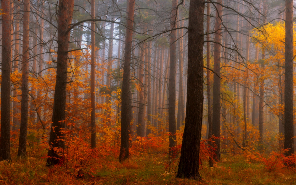 Туман в осеннем лесу