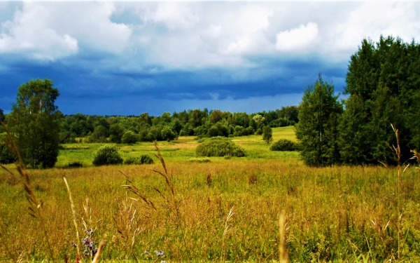 Тучи над опушкой леса