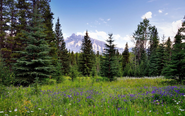 Поляна лес гора