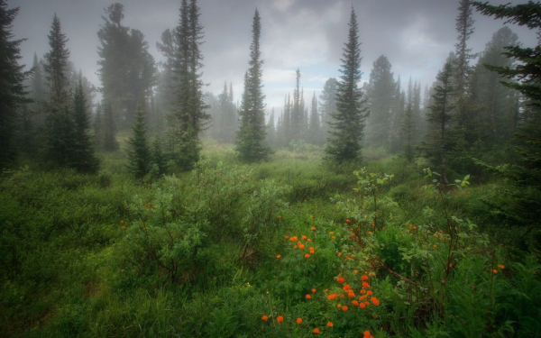 Туманное утро в лесу