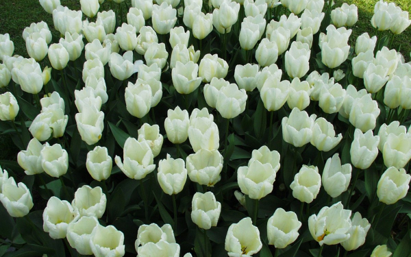 Картинка Белые тюльпаны на клумбе » Тюльпаны картинки скачать бесплатно (271 фото) - Картинки 24 » Картинки 24 - скачать картинки бесплатно