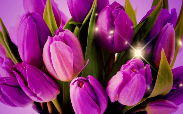 Фиолетовые тюльпаны
