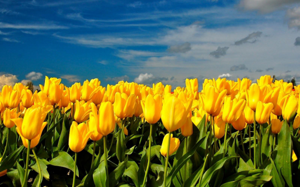 Желтые тюльпаны