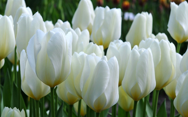 Тюльпаны белые Пуриссима