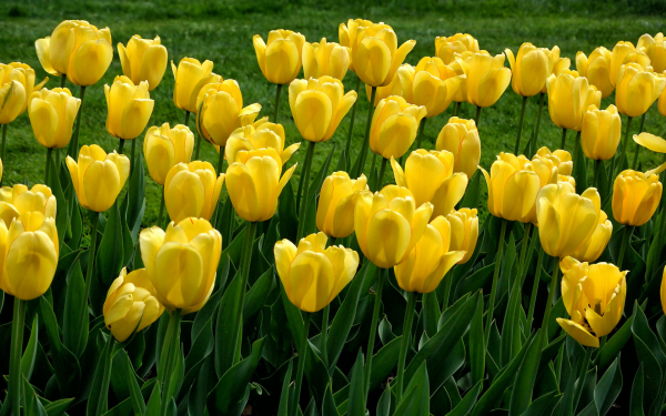 Желтые тюльпаны
