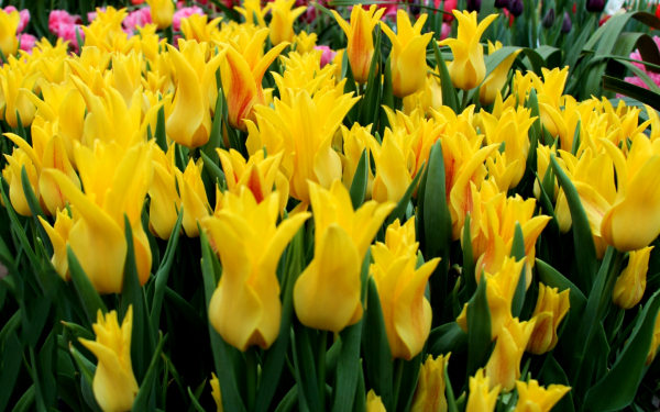 Лилиецветковые желтые тюльпаны