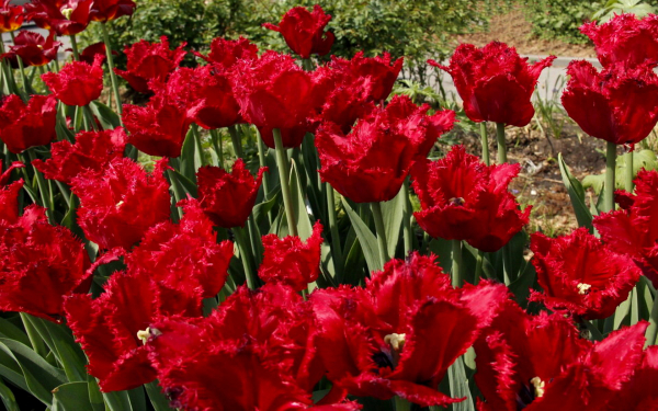 Тюльпан бахромчатый Мазда