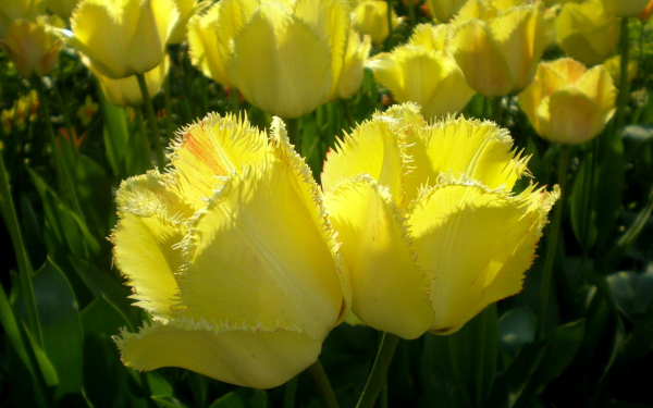 Тюльпаны желтые бахромчатые