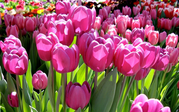 Тюльпаны картинка