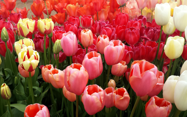 Тюльпаны красивые разноцветные