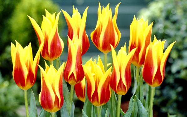 Тюльпаны лилиецветковые